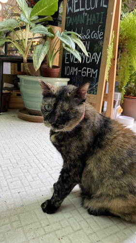 Opinii despre Taman Hati Studio & Cafe în Petaling Jaya - Gastronomi dan perhotelan