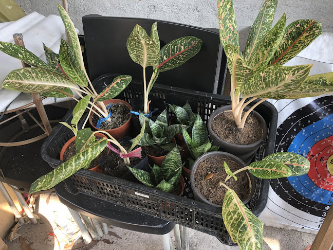 Comentarii opinii despre Kebun Bu