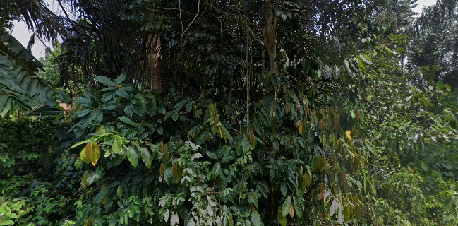 D,sayong lembah tomyam